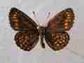 Melitaea athalia (aberrant, Lotoshinskyi distr., Moscow reg.) (Internet Image property of respective owner, non-commercial use only)